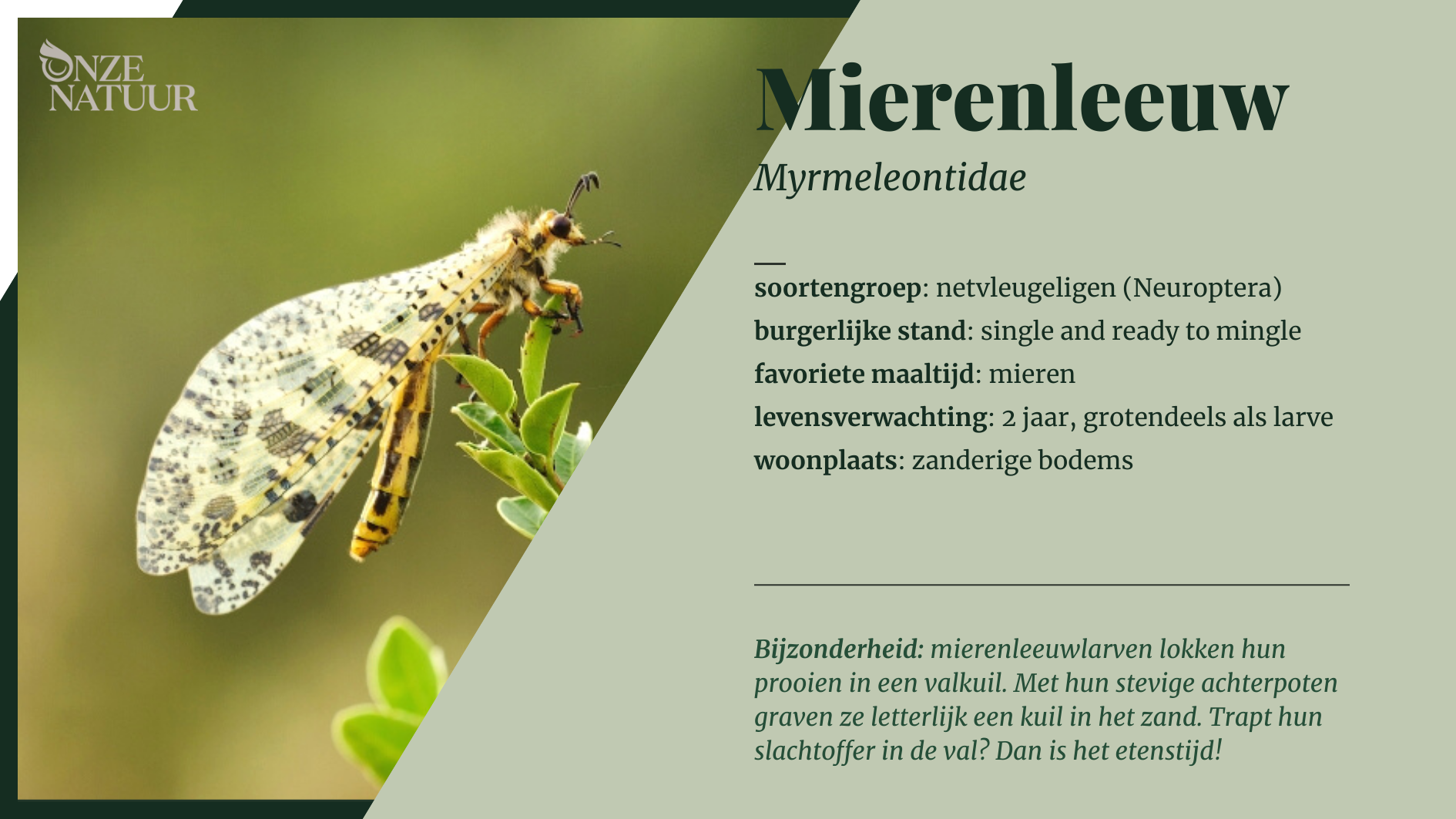 mierenleeuw-nl-1.png