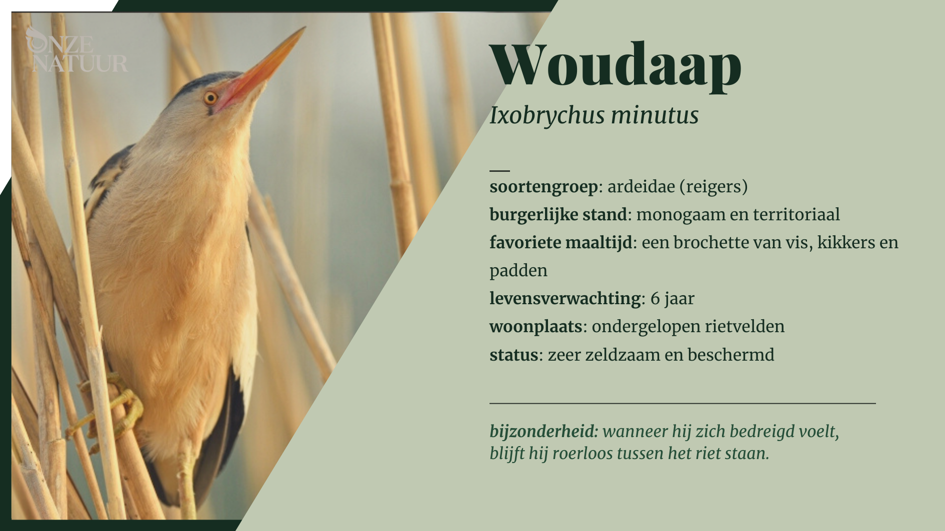 woudaap-nl.png
