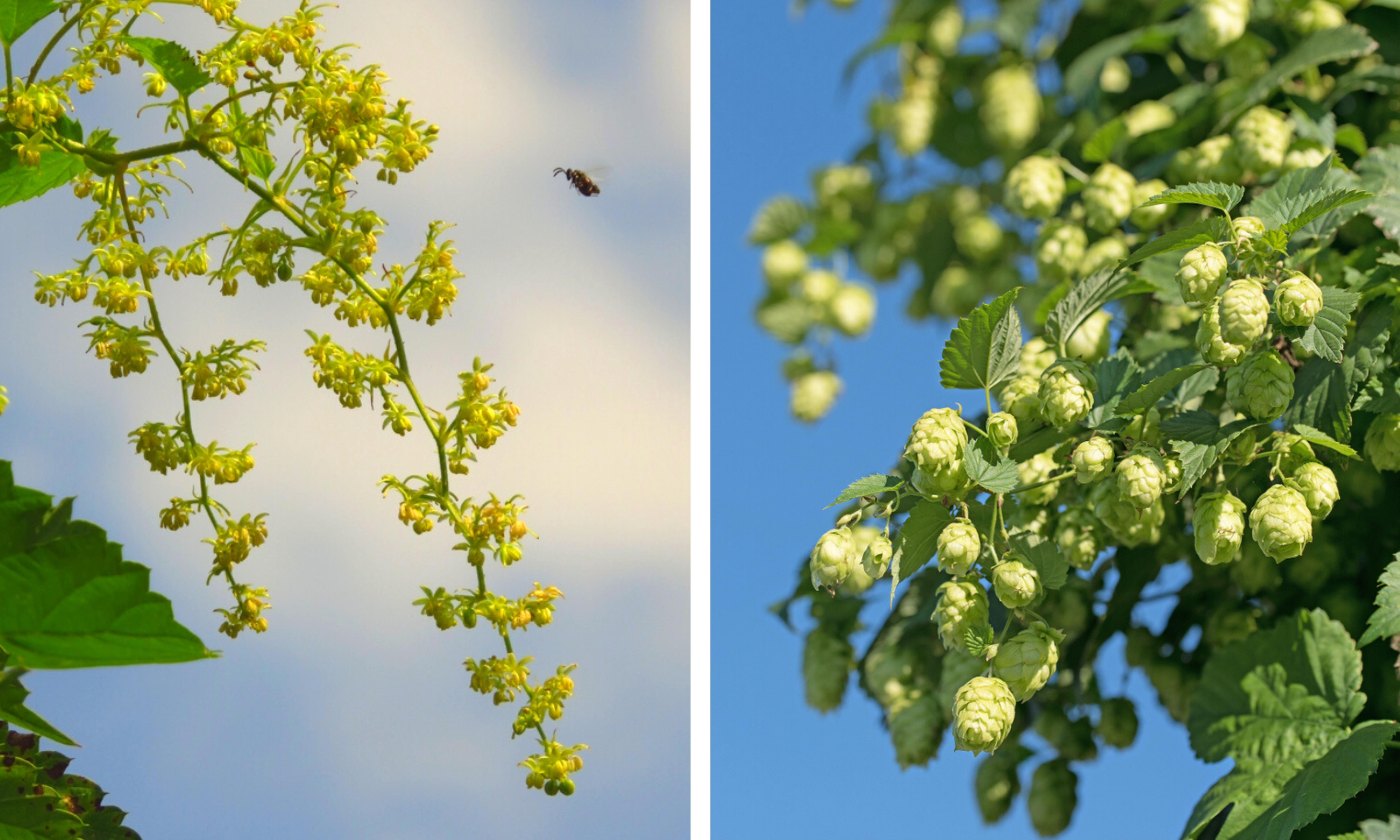 Mannelijke hopplant vs. vrouwelijke hopplant in bloei