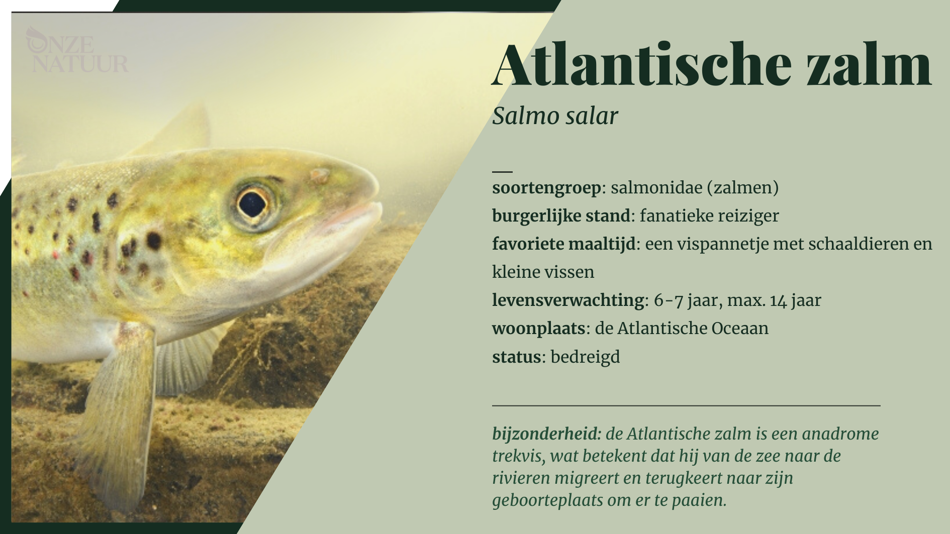 atlantische-zalm-nl.png