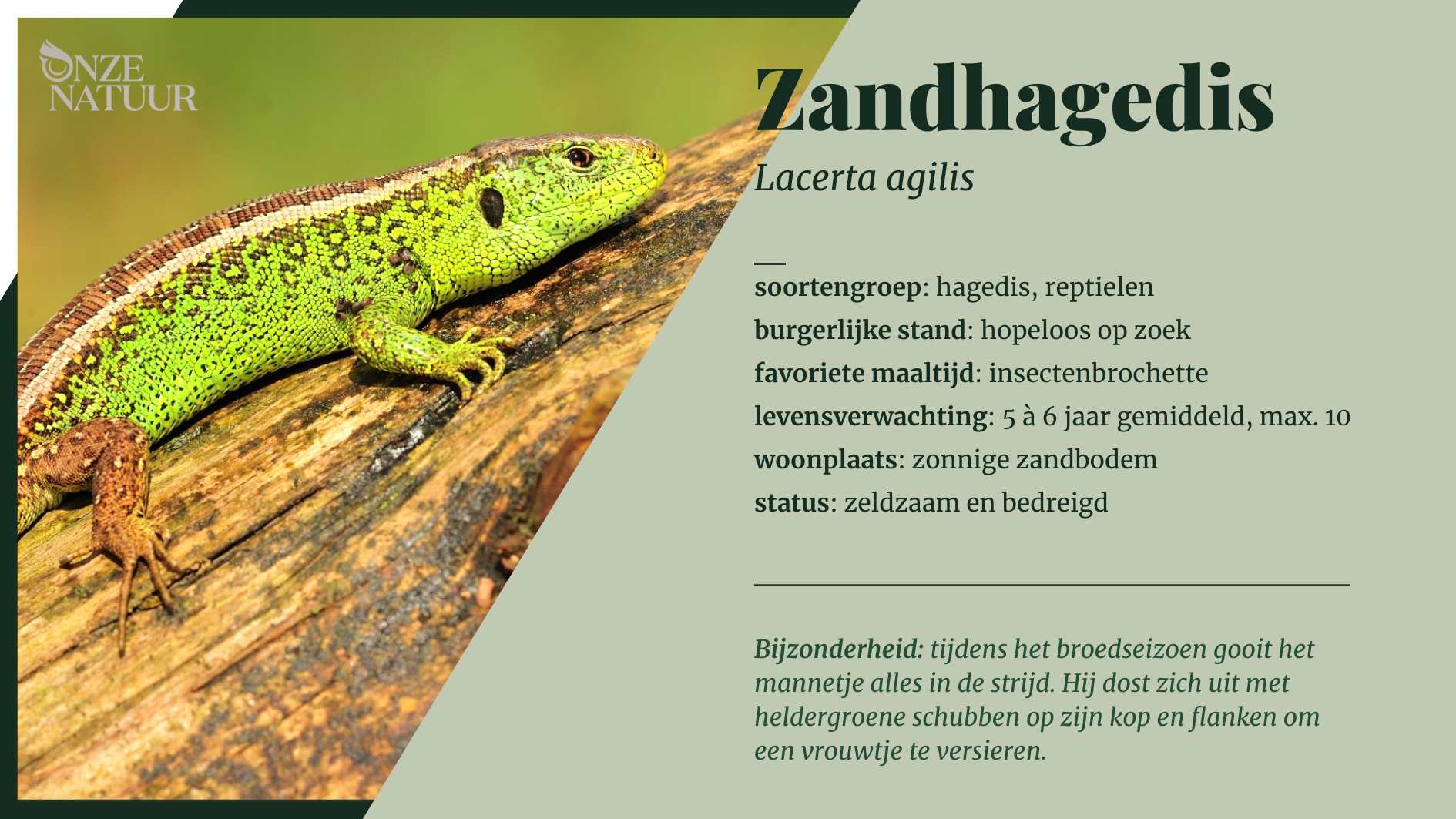 zandhagedis-nl.png