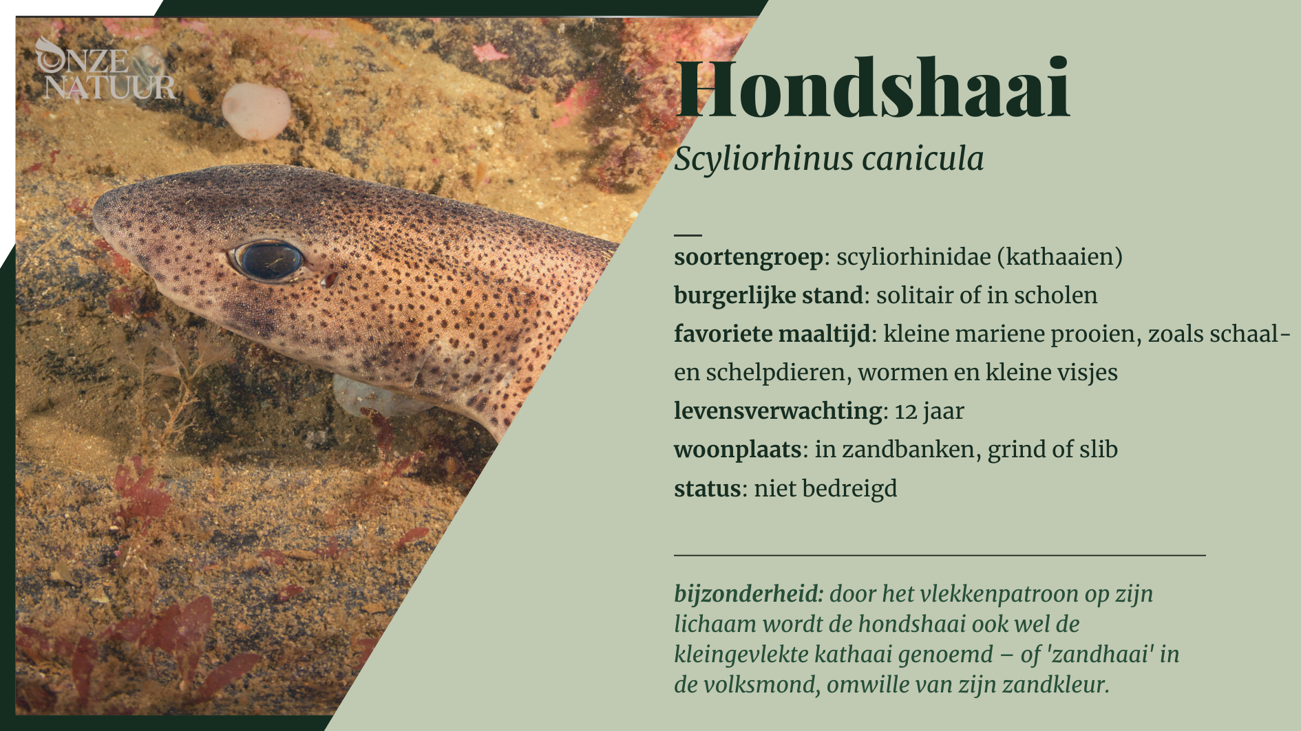 hondshaai-nl.png