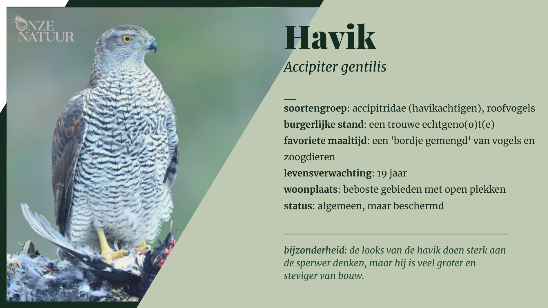 havik-nl.png