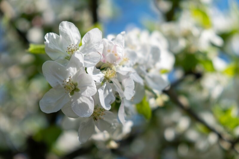 De appelbloesem is een goed voorbeeld van een tweeslachtige bloem