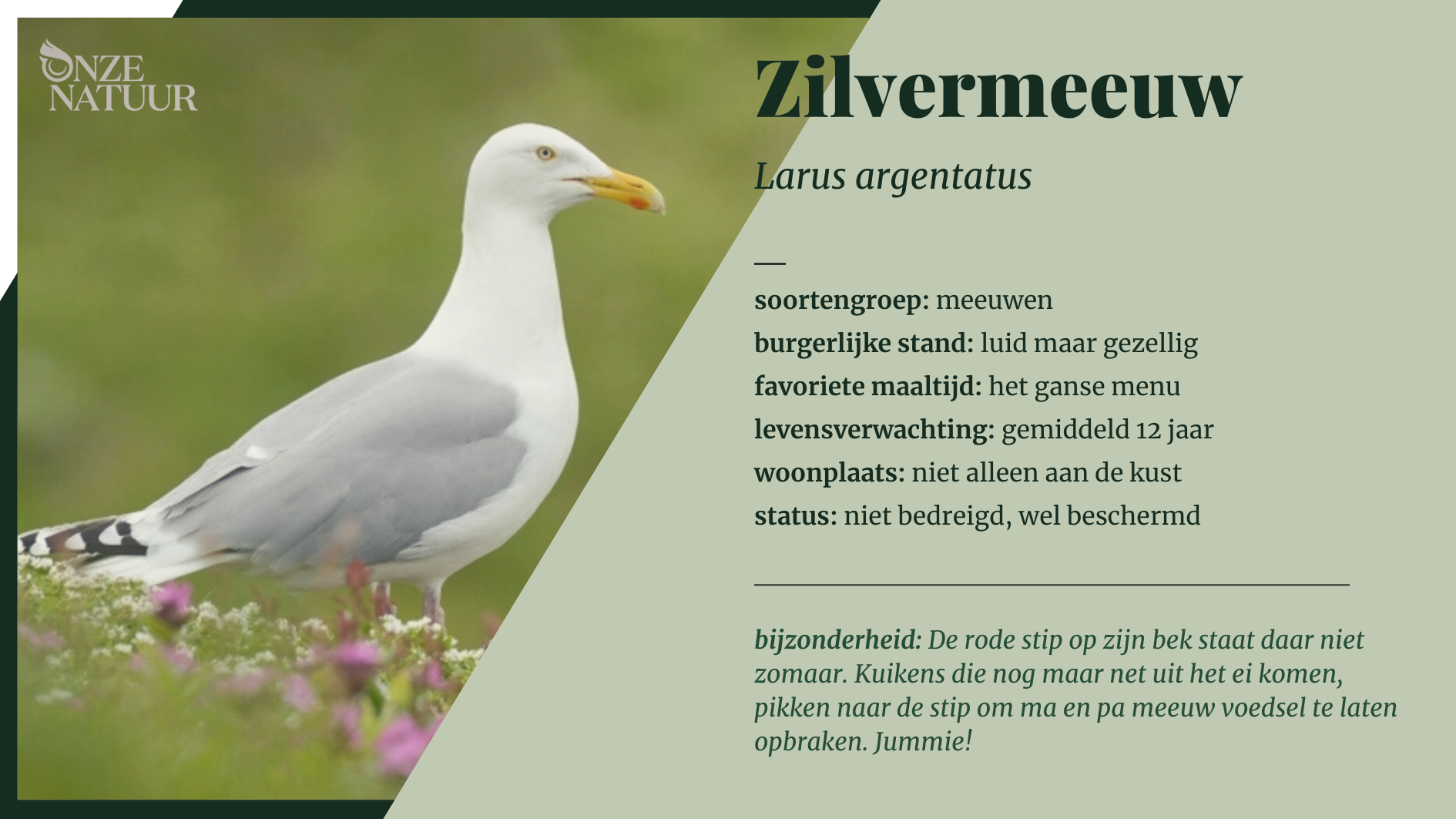 zilvermeeuw-nl.png