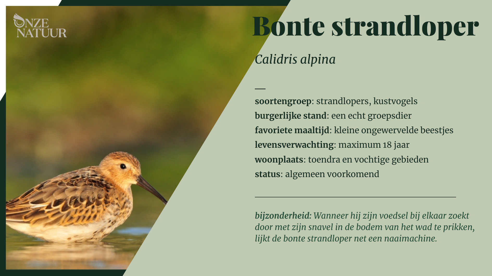 bonte-strandloper-nl.png