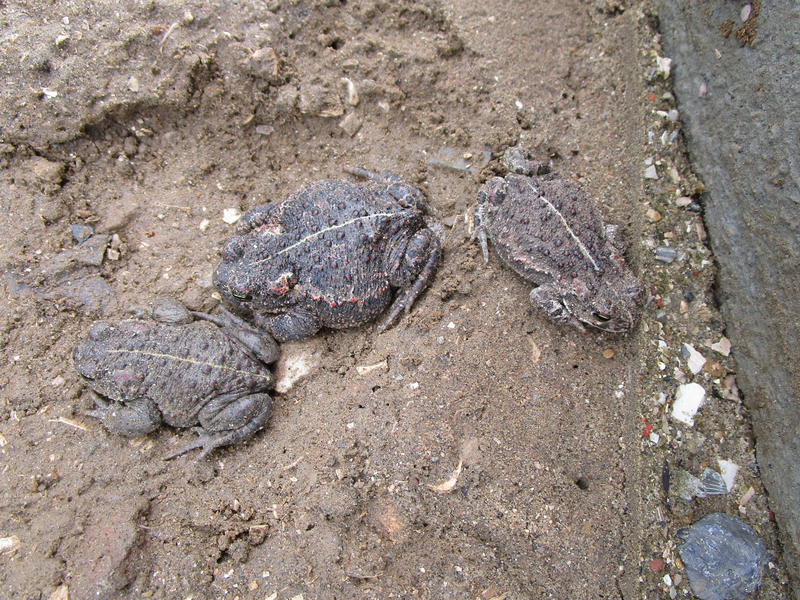 Verplaatsen van de rugstreeppadden