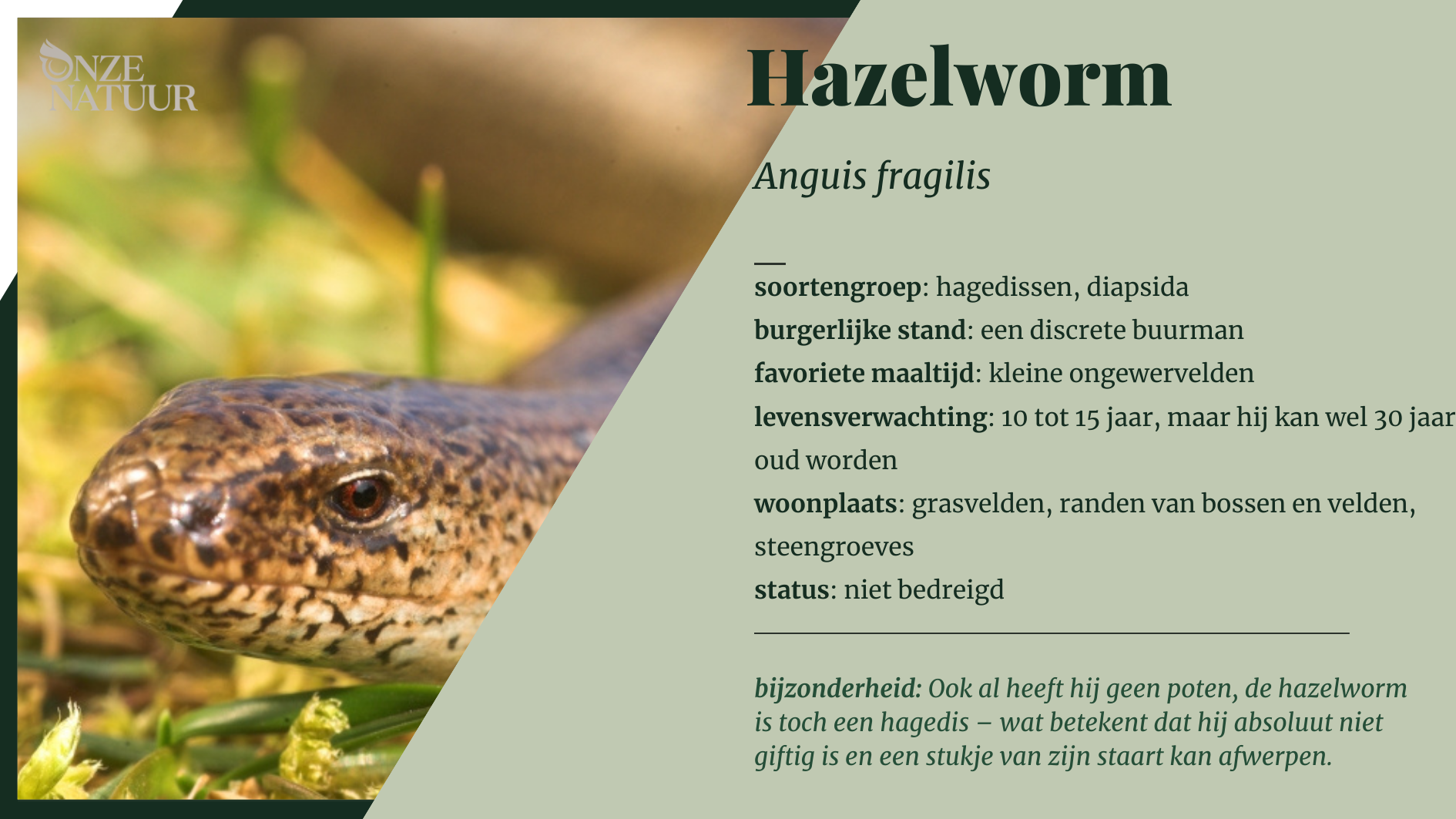 hazelworm-nl.png
