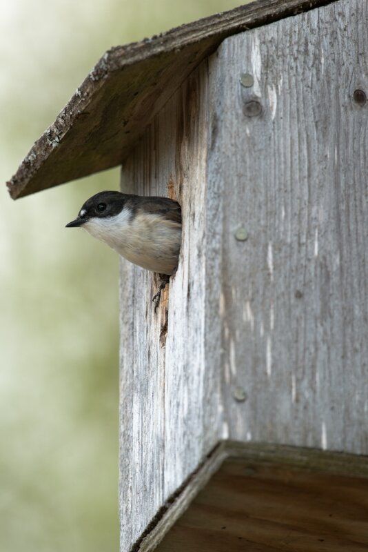 vilda-95672-bonte-vliegenvanger-kijkt-uit-nestkast-lars-soerink-800-px-64941.jpg