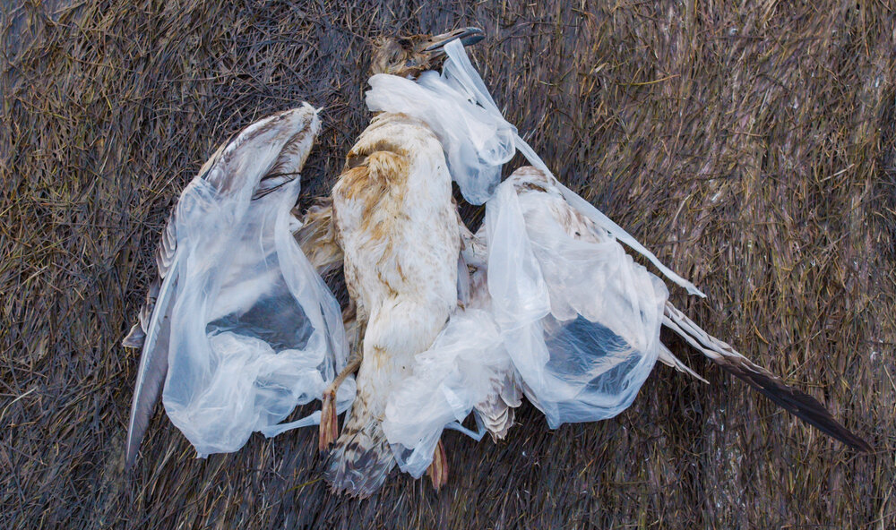 Een dode zeemeeuw, verstrikt in plastic zakjes