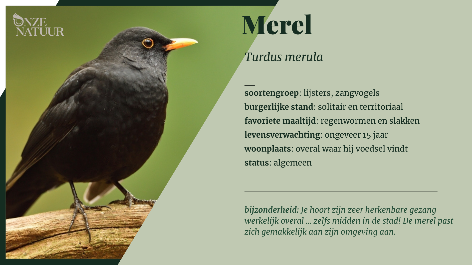 merel-nl.png