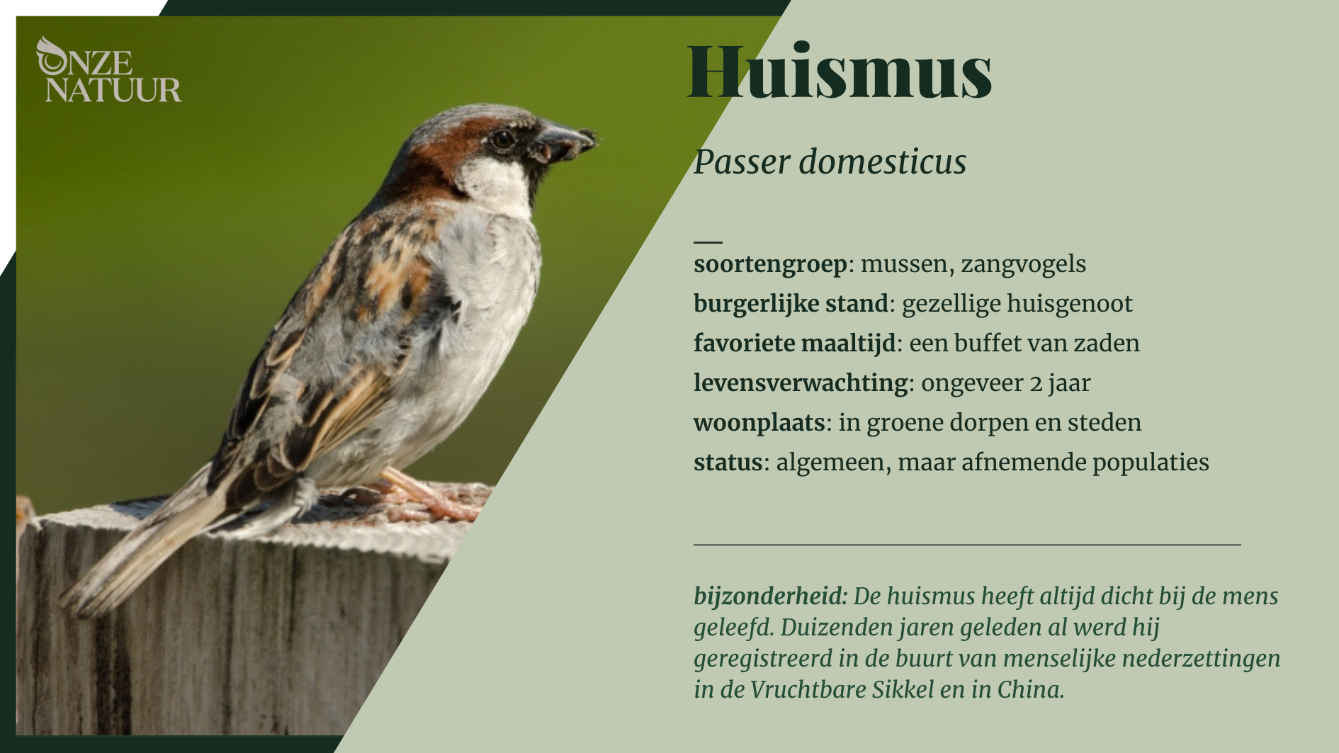 huismus-nl.png